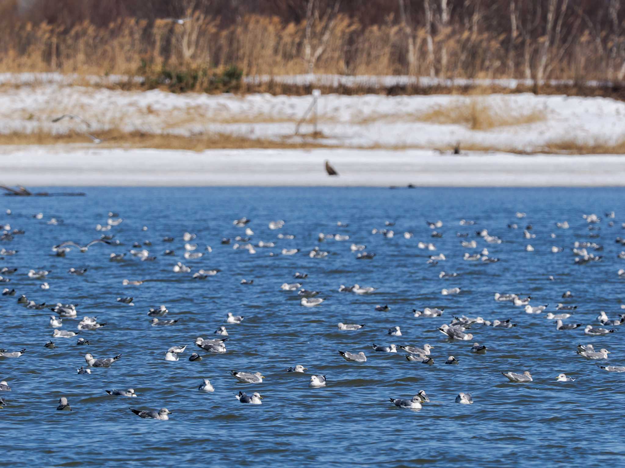 Common Gull