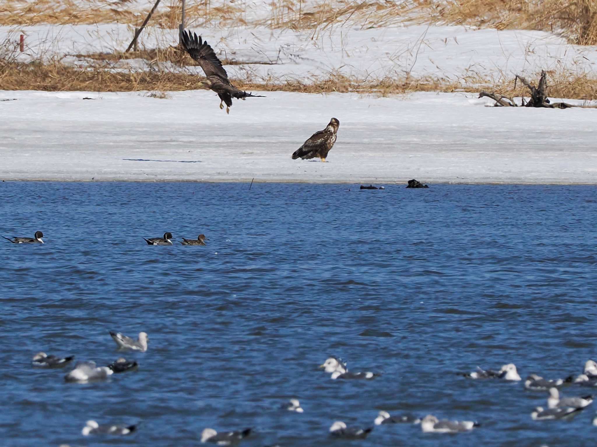 White-tailed Eagle