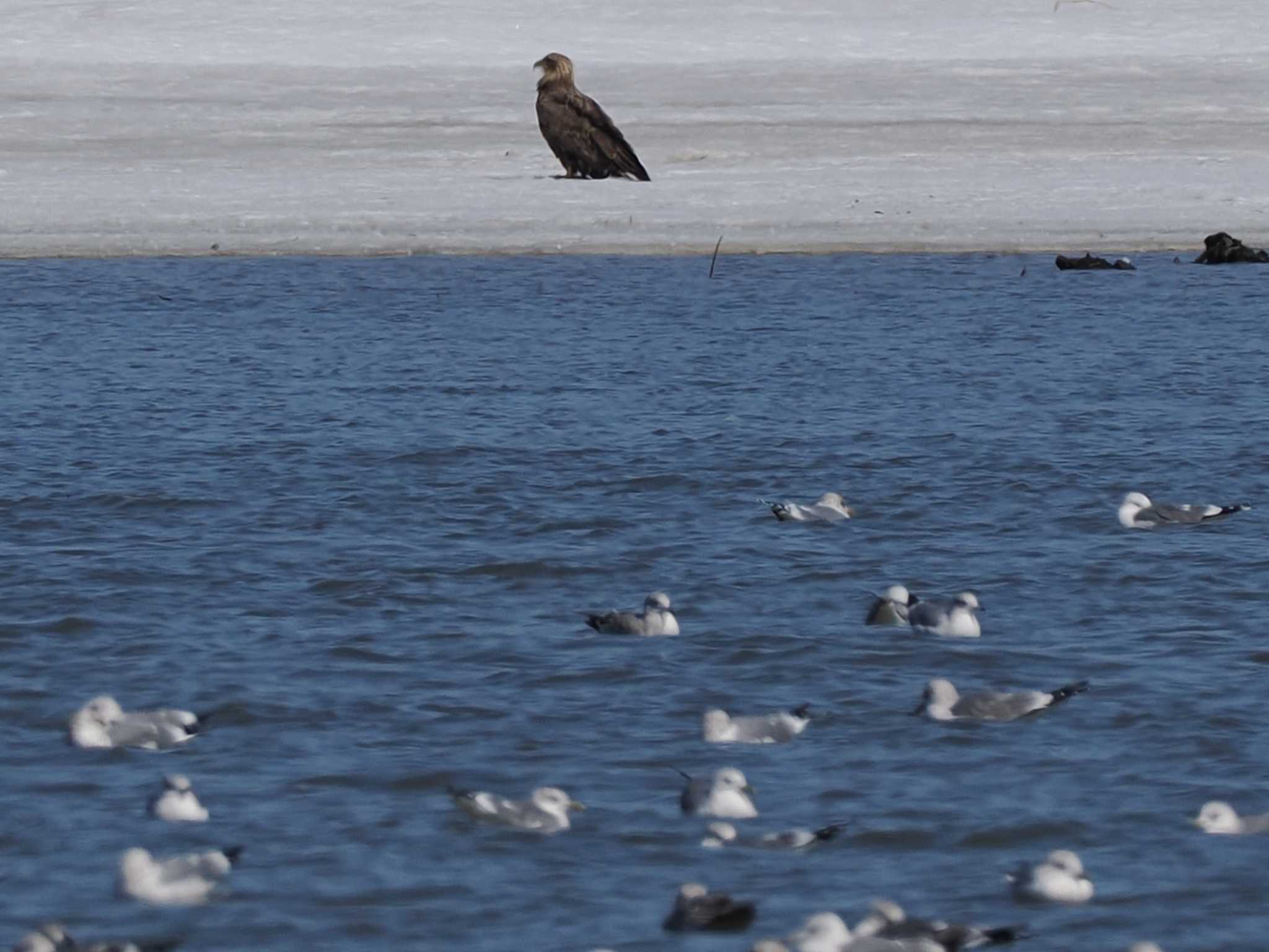 White-tailed Eagle