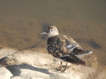 2023年3月19日(日) 野川の野鳥観察記録