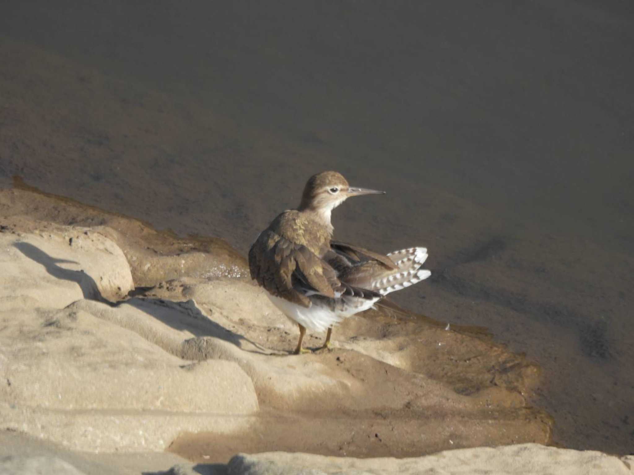 野川 イソシギの写真 by biglife_birds