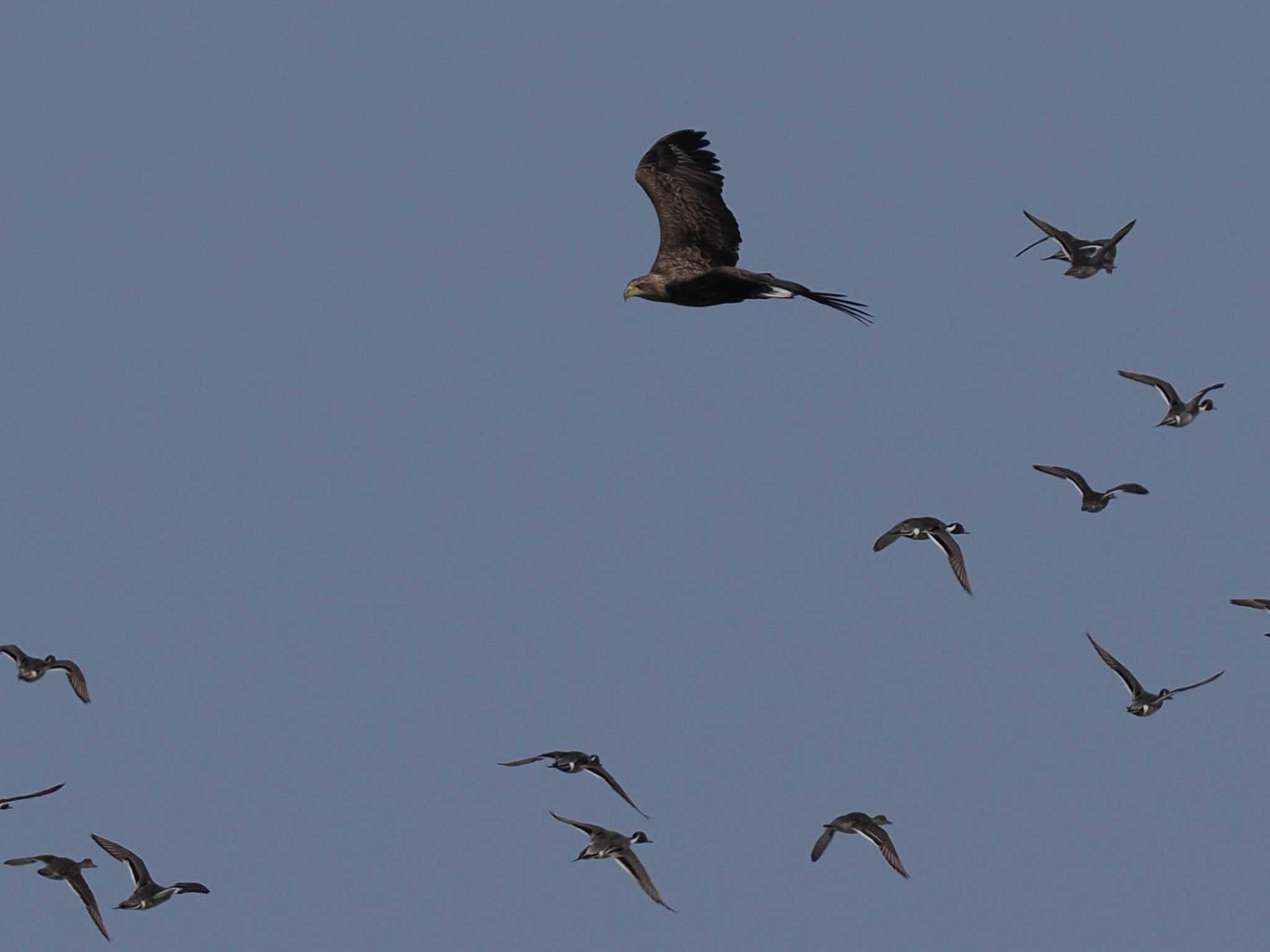 White-tailed Eagle