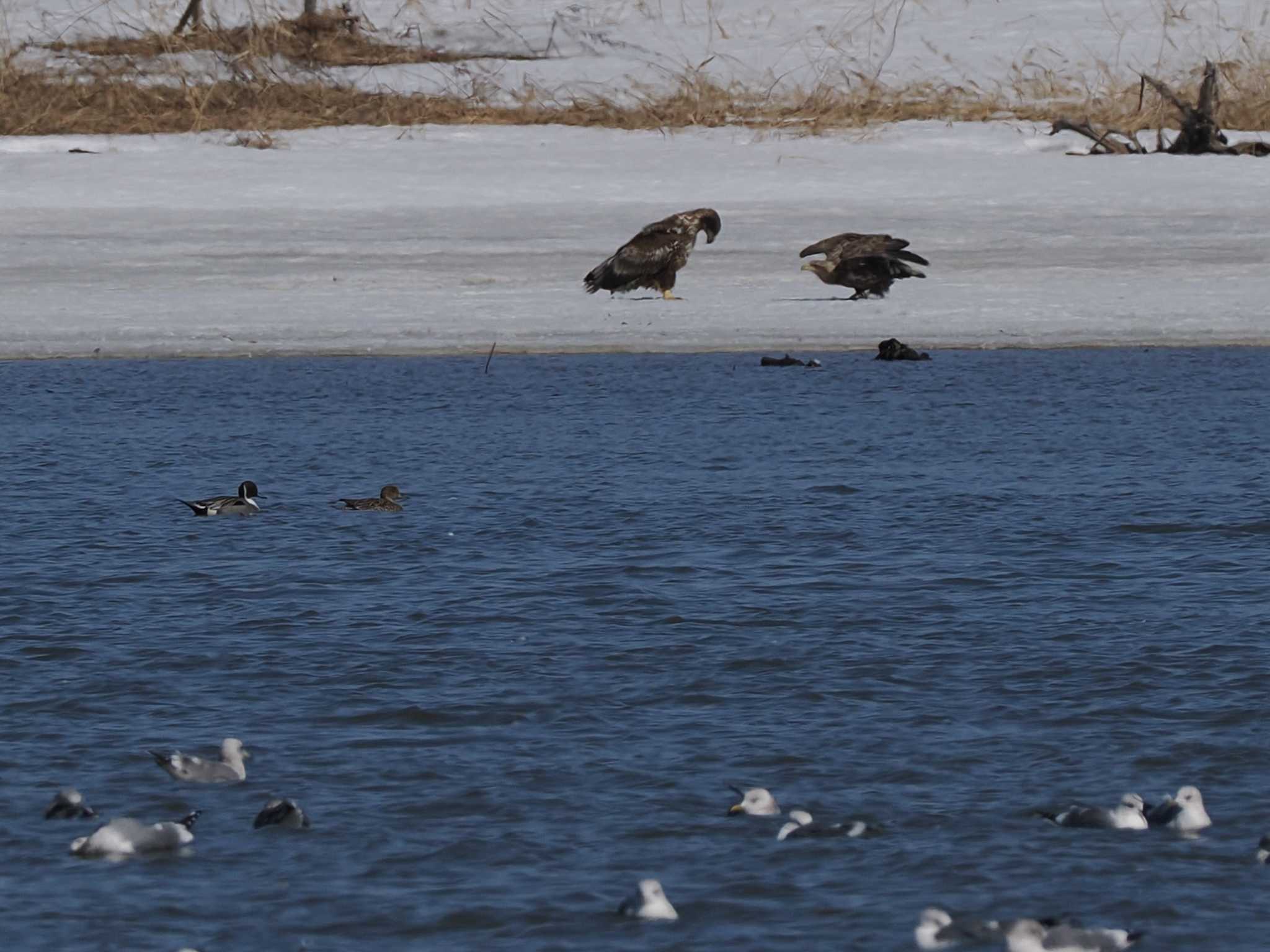 Photo of White-tailed Eagle at 石狩川河口 by 98_Ark (98ｱｰｸ)