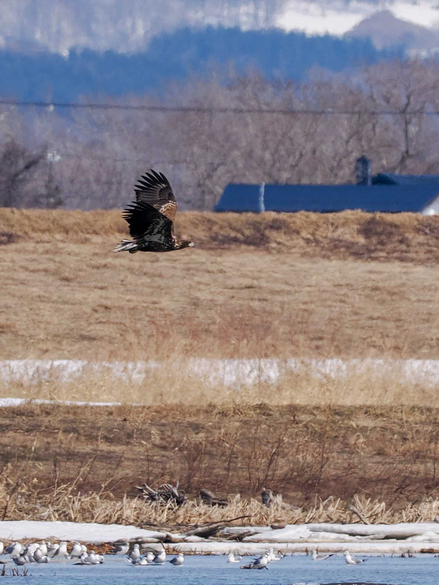 White-tailed Eagle