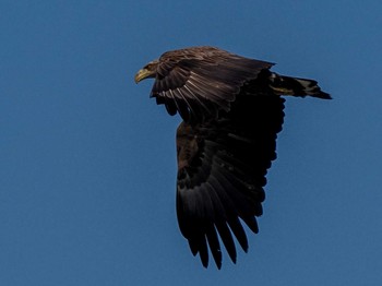 White-tailed Eagle 石狩川河口 Sun, 3/19/2023