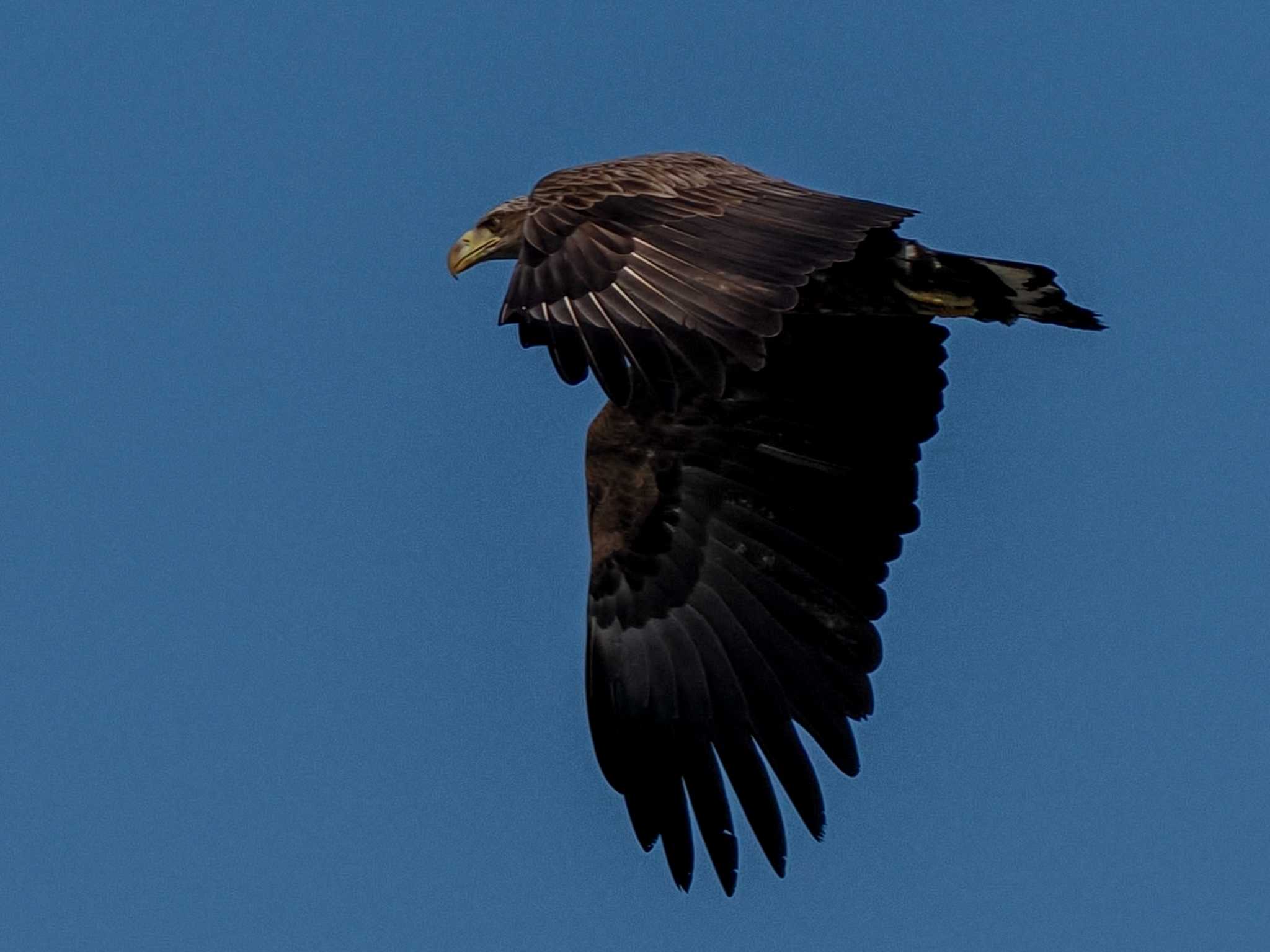 White-tailed Eagle