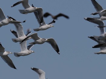 2023年3月19日(日) 石狩川河口の野鳥観察記録