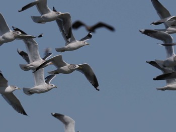 Common Gull 石狩川河口 Sun, 3/19/2023