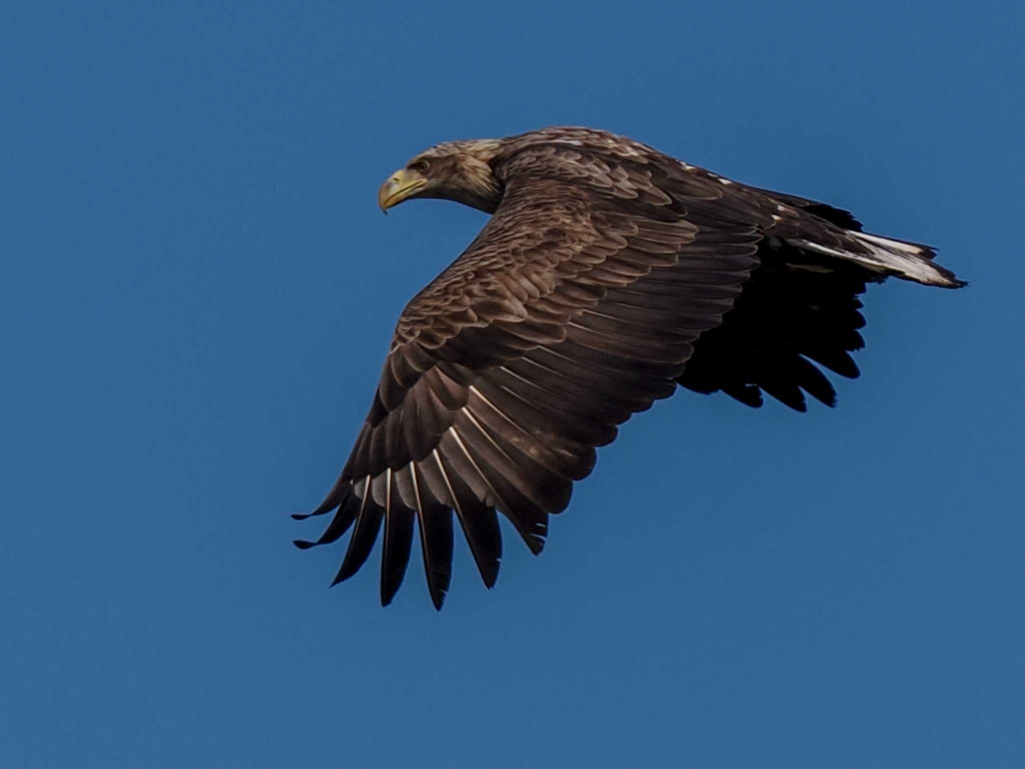 White-tailed Eagle