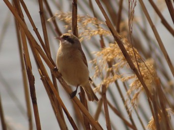 Sun, 3/19/2023 Birding report at 淀川河川公園