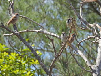 Eurasian Tree Sparrow Ishigaki Island Sat, 2/18/2023