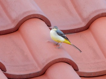 Grey Wagtail Ishigaki Island Sat, 2/18/2023