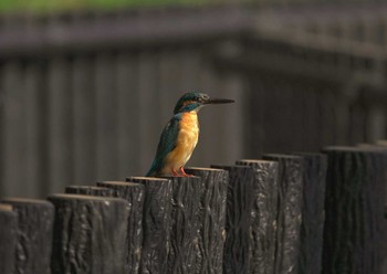 Common Kingfisher Unknown Spots Sat, 3/11/2023