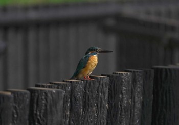 Common Kingfisher Unknown Spots Sat, 3/11/2023