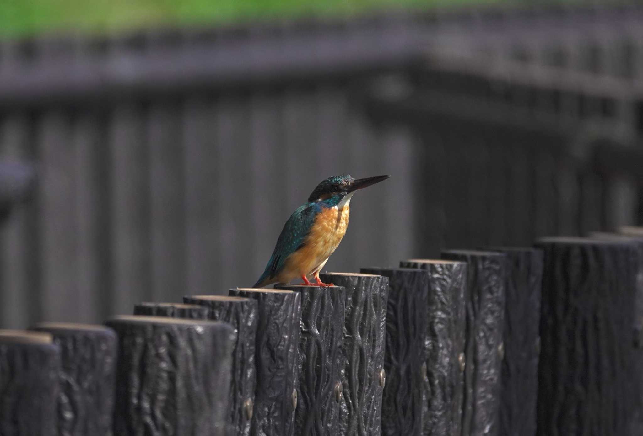  カワセミの写真