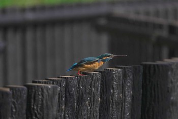 Common Kingfisher 三浦海岸駅 小松ヶ池公園 Sat, 3/11/2023