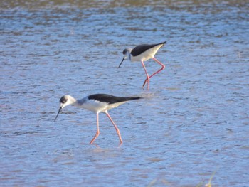 Black-winged Stilt Ishigaki Island Sat, 2/18/2023