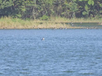 Black-throated Loon Ishigaki Island Sat, 2/18/2023