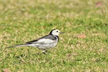 White Wagtail(leucopsis) Ishigaki Island Sat, 2/18/2023