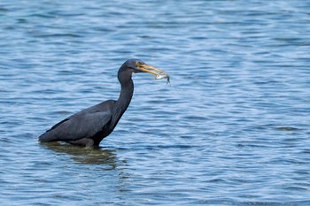 Pacific Reef Heron Ishigaki Island Sat, 2/18/2023