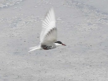 Wed, 6/22/2022 Birding report at 愛知県西尾市