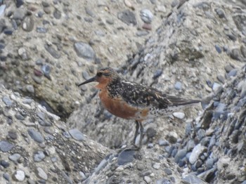 Red Knot 愛知県西尾市 Wed, 6/22/2022