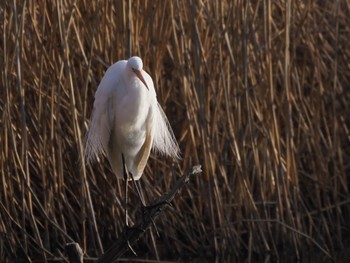 2023年3月15日(水) 白幡沼(さいたま市)の野鳥観察記録