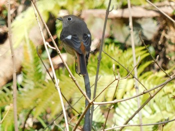 2023年3月19日(日) 多摩森林科学園の野鳥観察記録