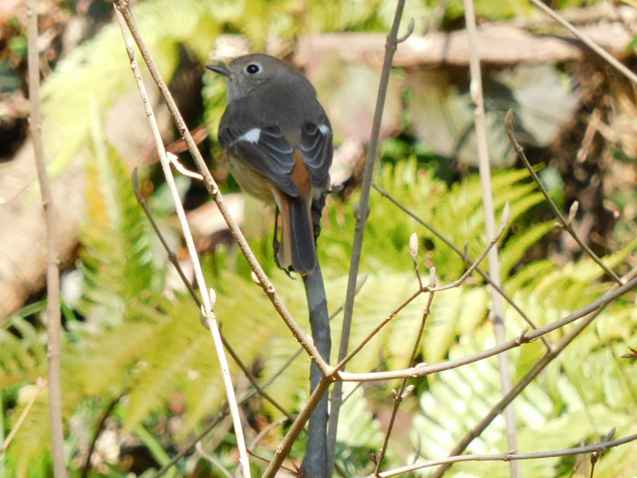 多摩森林科学園 ジョウビタキの写真