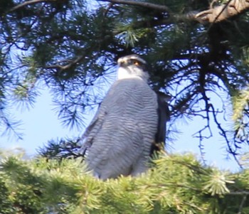 2023年3月19日(日) 和田堀公園の野鳥観察記録