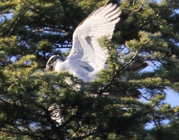 未同定 和田堀公園 2023年3月19日(日)