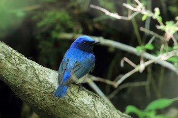 Blue-and-white Flycatcher