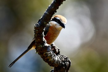 Bull-headed Shrike 油山市民の森 Sun, 3/19/2023