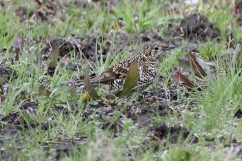 White's Thrush 彦根市 Sat, 3/18/2023