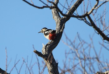 Great Spotted Woodpecker 西の湖（滋賀県） Sun, 3/19/2023