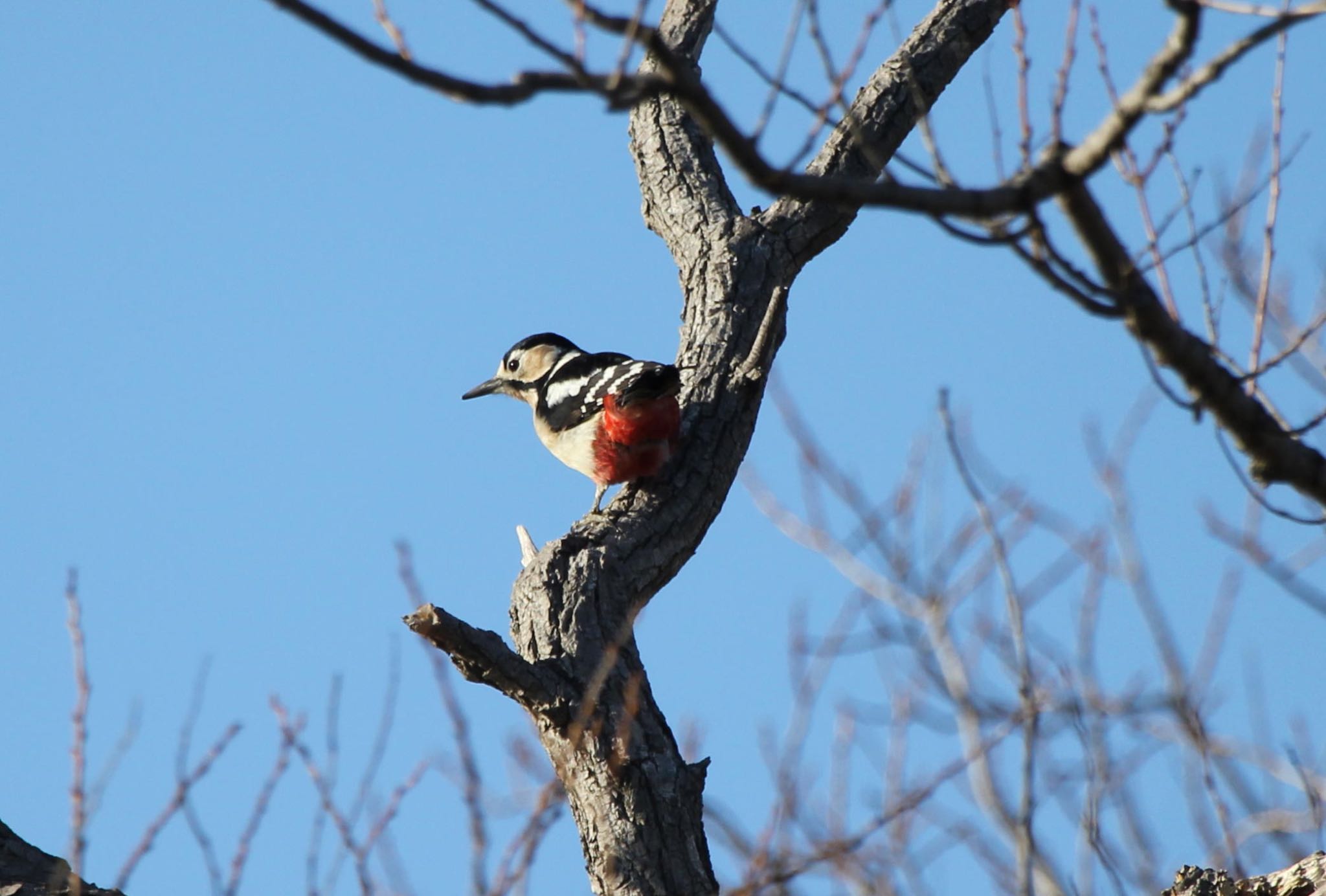 Photo of Great Spotted Woodpecker at 西の湖（滋賀県） by アカウント12570