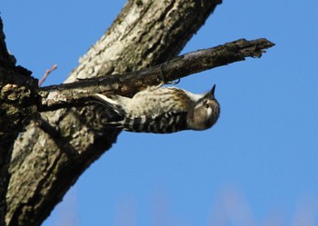 Japanese Pygmy Woodpecker 西の湖（滋賀県） Sun, 3/19/2023