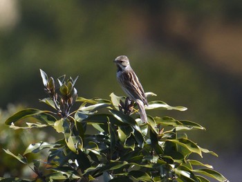 Common Reed Bunting 鳴門山 Sun, 3/19/2023