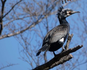 カワウ こどもの国(横浜市) 2023年3月19日(日)