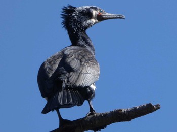 Great Cormorant こどもの国(横浜市) Sun, 3/19/2023