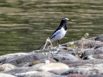 Japanese Wagtail Mizumoto Park Sat, 3/12/2022