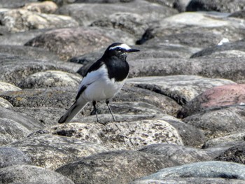 Japanese Wagtail Mizumoto Park Sat, 3/12/2022