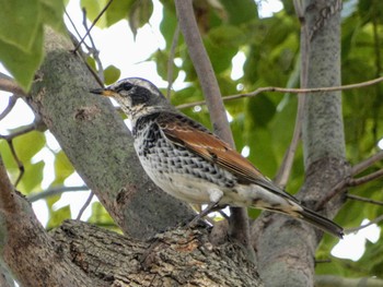 Dusky Thrush Mizumoto Park Sat, 3/12/2022