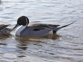 Northern Pintail 猪苗代湖 Mon, 1/23/2023