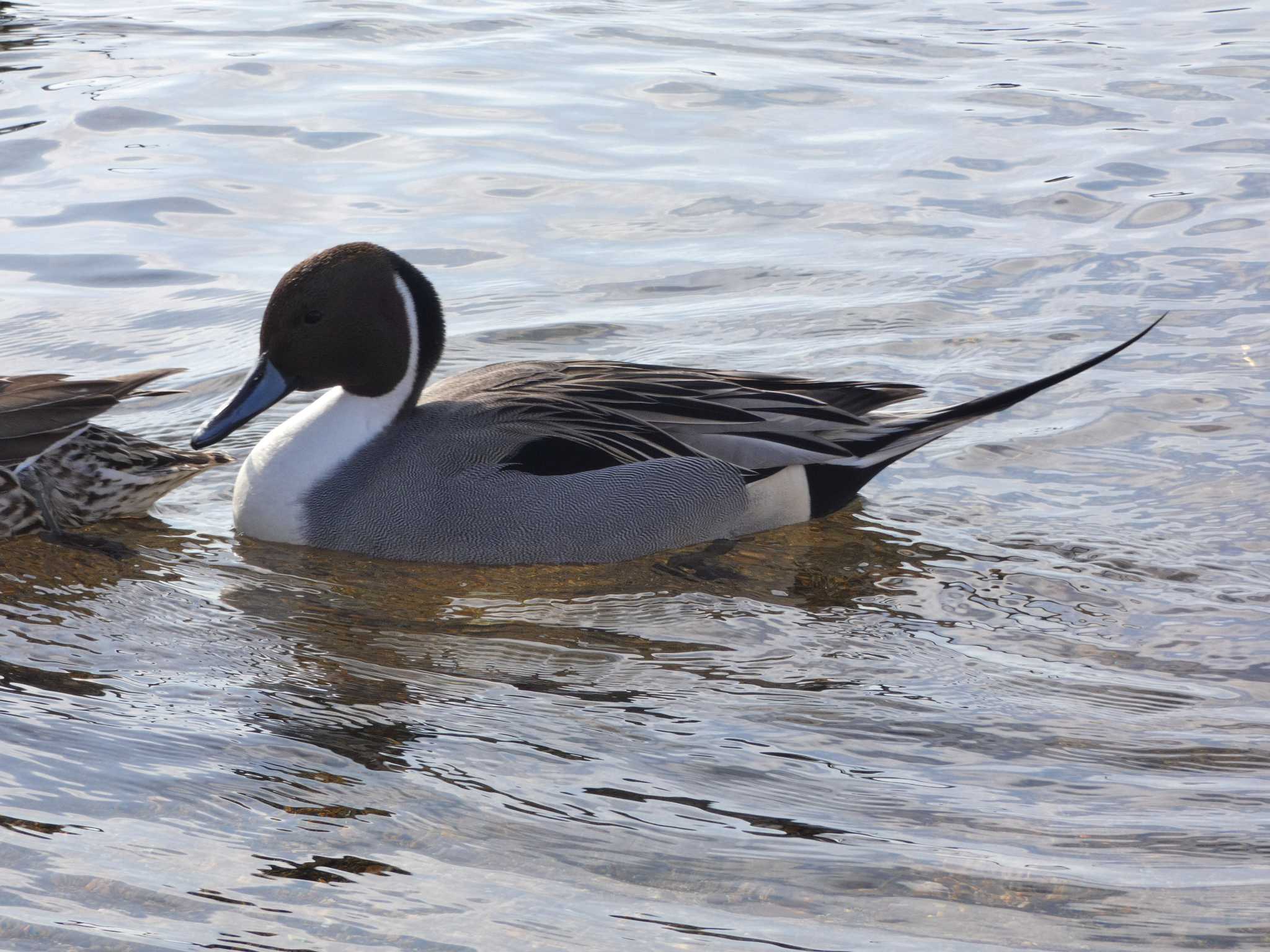 Northern Pintail