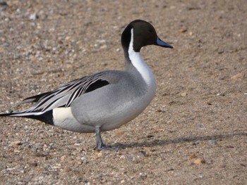 Northern Pintail 猪苗代湖 Mon, 1/23/2023