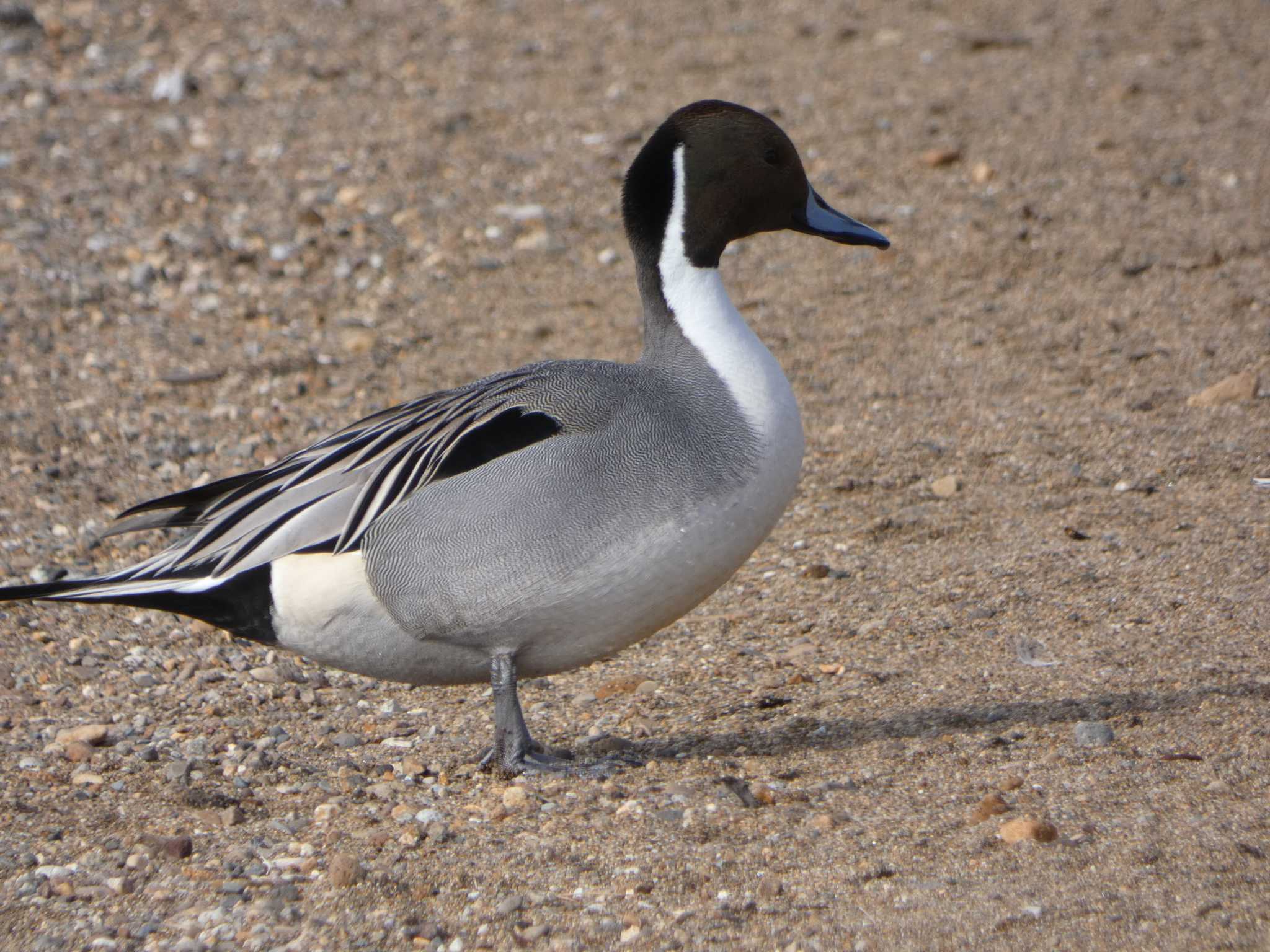 Northern Pintail