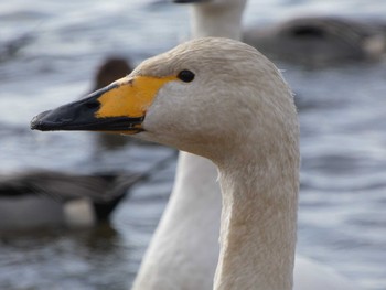 Whooper Swan 猪苗代湖 Mon, 1/23/2023