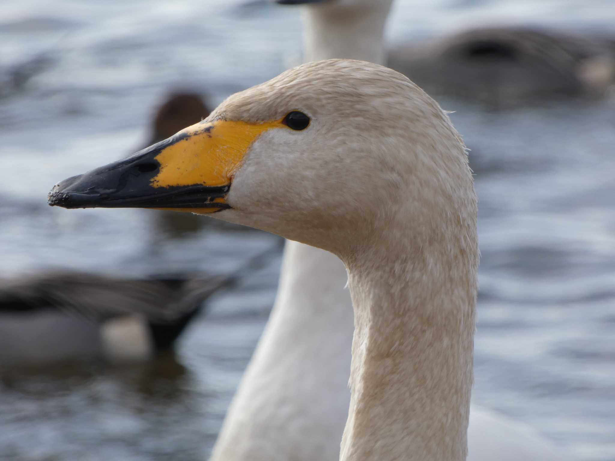 Whooper Swan