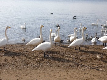 Whooper Swan 猪苗代湖 Mon, 1/23/2023